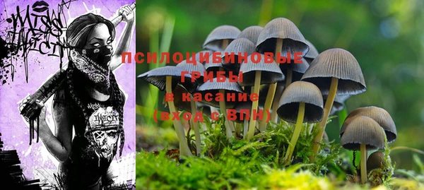 шишки Аркадак